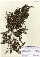 藏品(臺灣兩面複葉耳蕨)的圖片